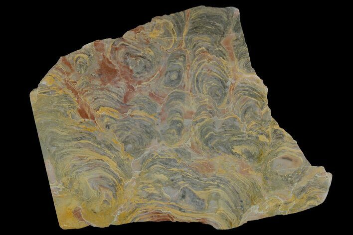 Polished Stromatolite From Russia - Million Years #180147